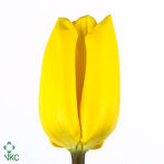 Тюльпан желтый