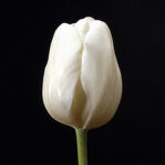 Тюльпан белый