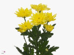 Хризантема кустовая.Baltica yellow