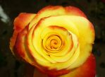 High & yellow flame 50 см.