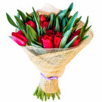 № 246 Тюльпаны красные 19 шт