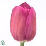 Тюльпан Барселона