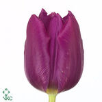 Тюльпан сиреневый