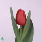 Тюльпан красный