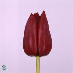 Тюльпан темно-красный