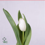 Тюльпан Белый1