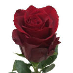 f0cc86fa01c2a3917ca5caa0ffea500d
